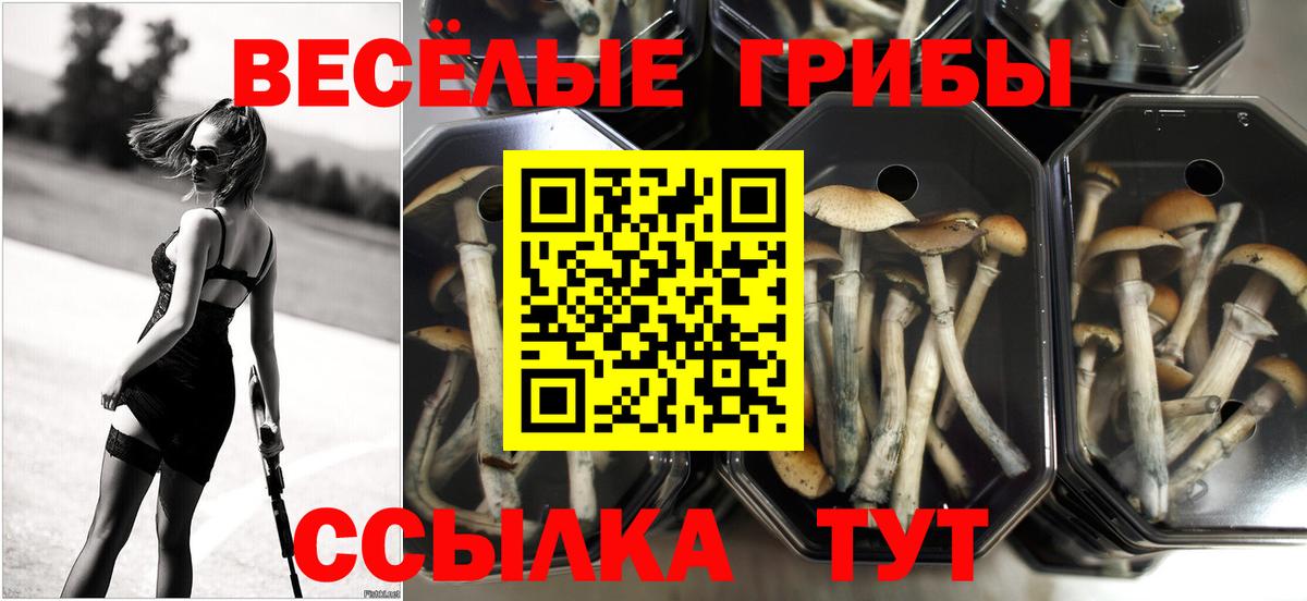Псилоцибиновые грибы мухоморы  Псилоцибиновые грибы прущие грибы  Вход с VPN  Котлас 